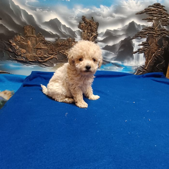 Suczka Maltipoo F1b