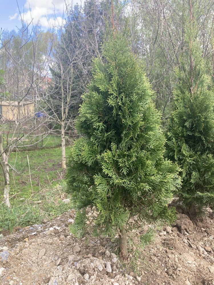 Tuja thuja szmaragd z gruntu