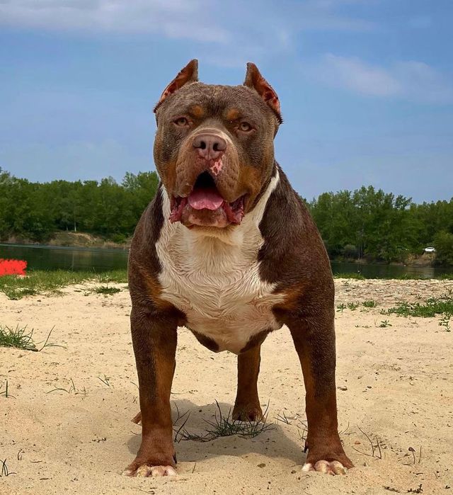 Suczka American Bully XL w kolorze lilac