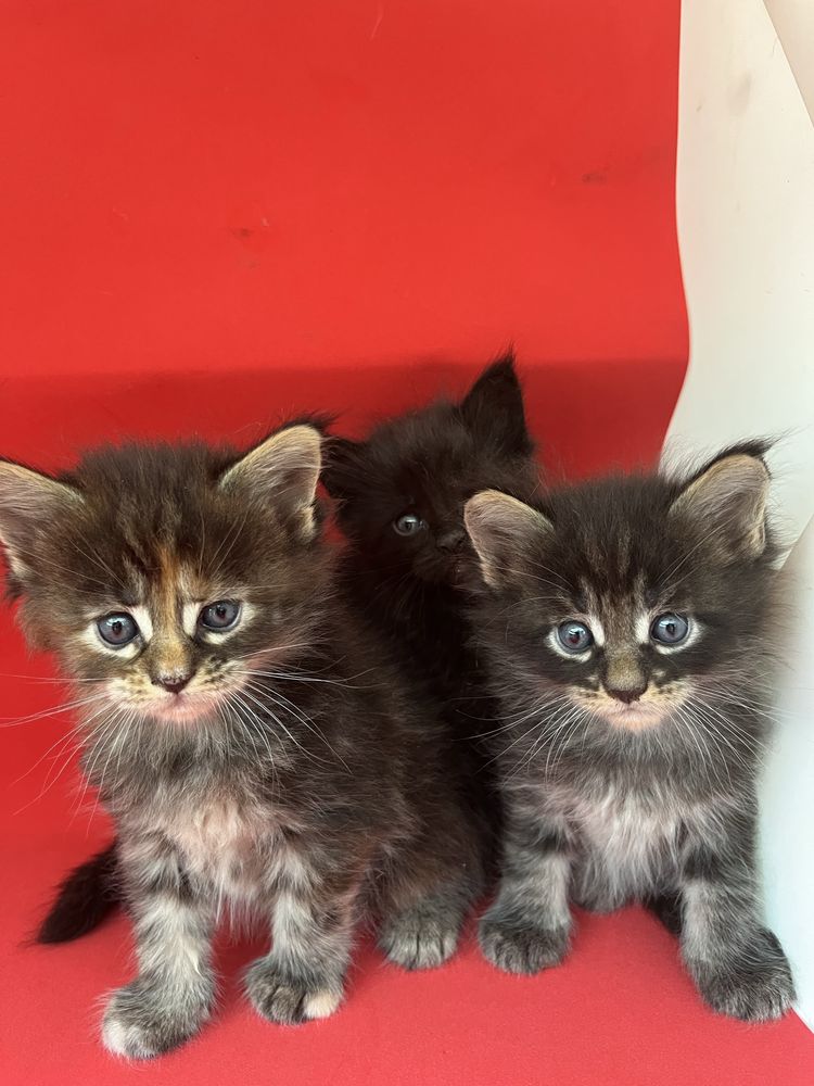 Котята Мейн Куни