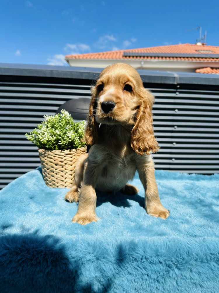 Cocker menino lindo