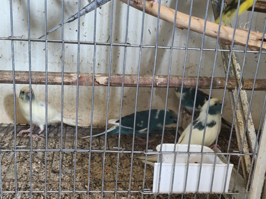 Kakarikis e caturras...