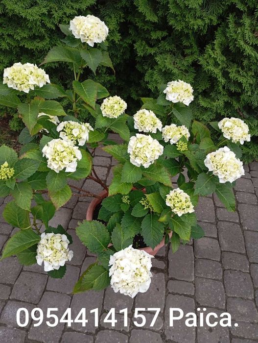 Гортензії , різні зелені насадження.