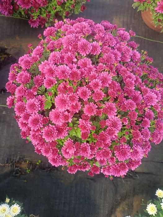 Chryzantemy drobnokwiatowe