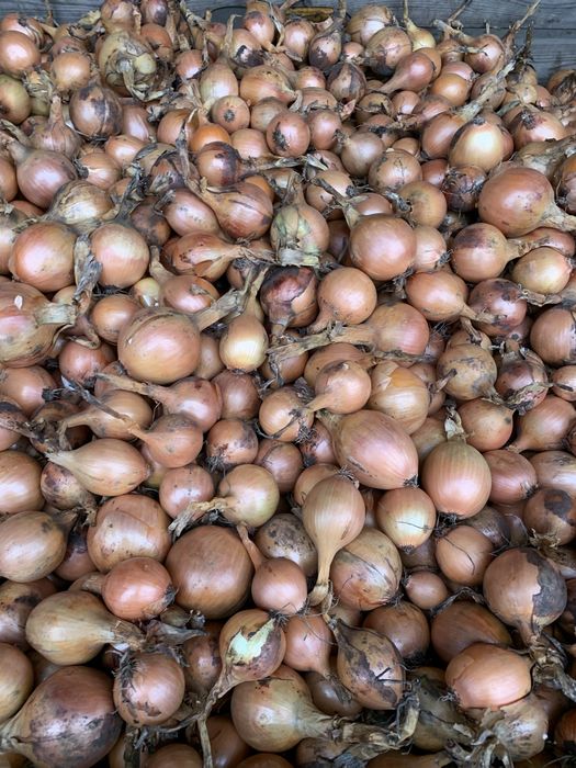 Cebula na wysadkę kal 35-50, Dormo