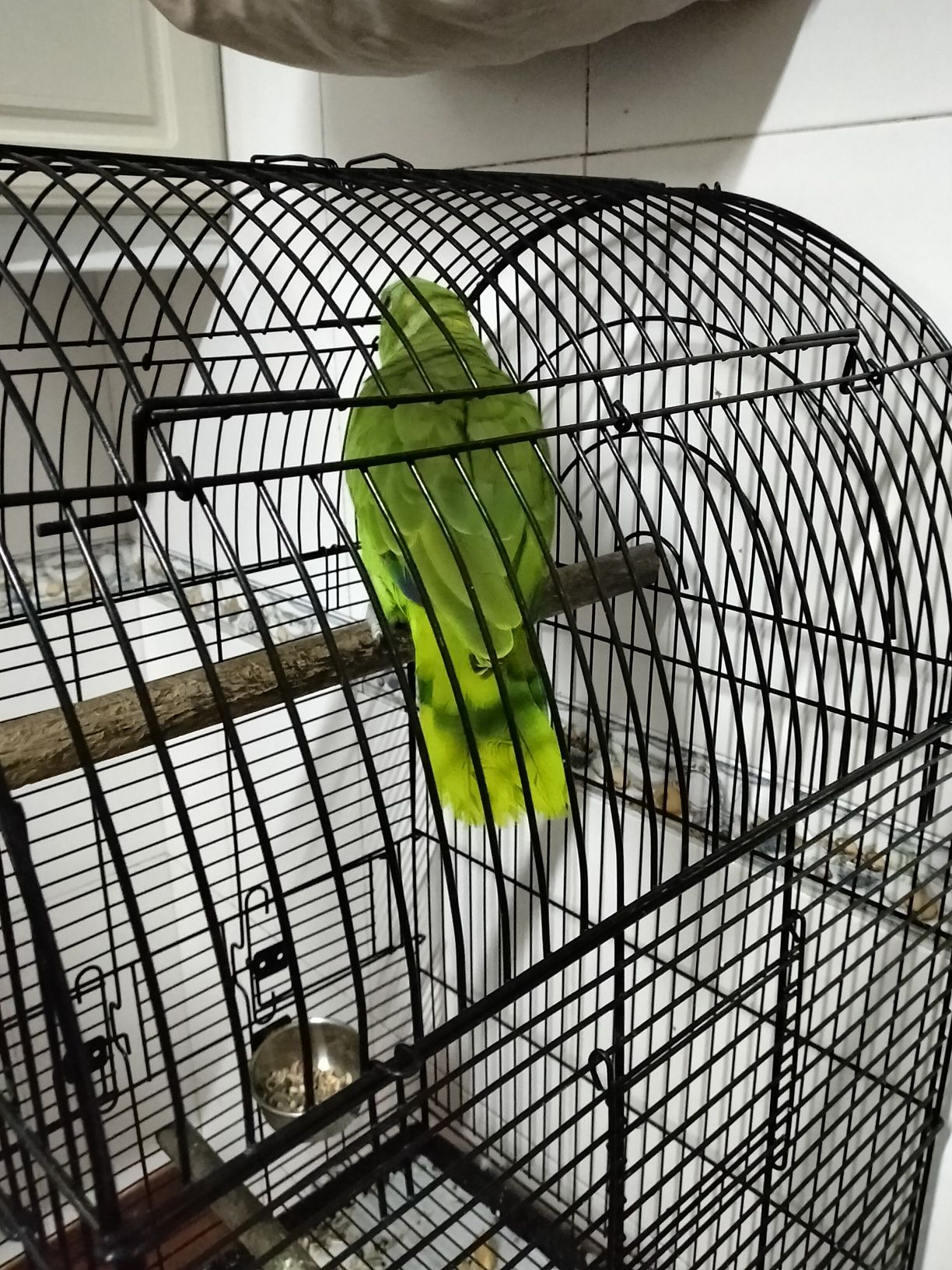 Papagaio com gaiola