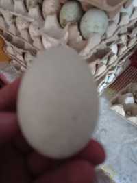 Яйця качачі інкубації