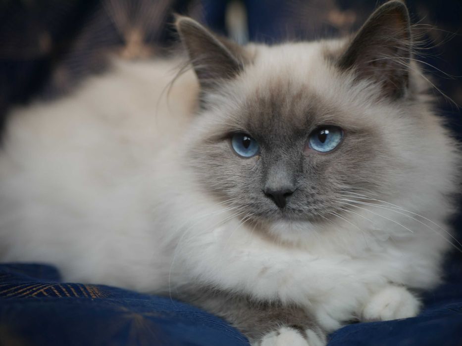 Kot Ragdoll po Championie ,FPL ,FIFE