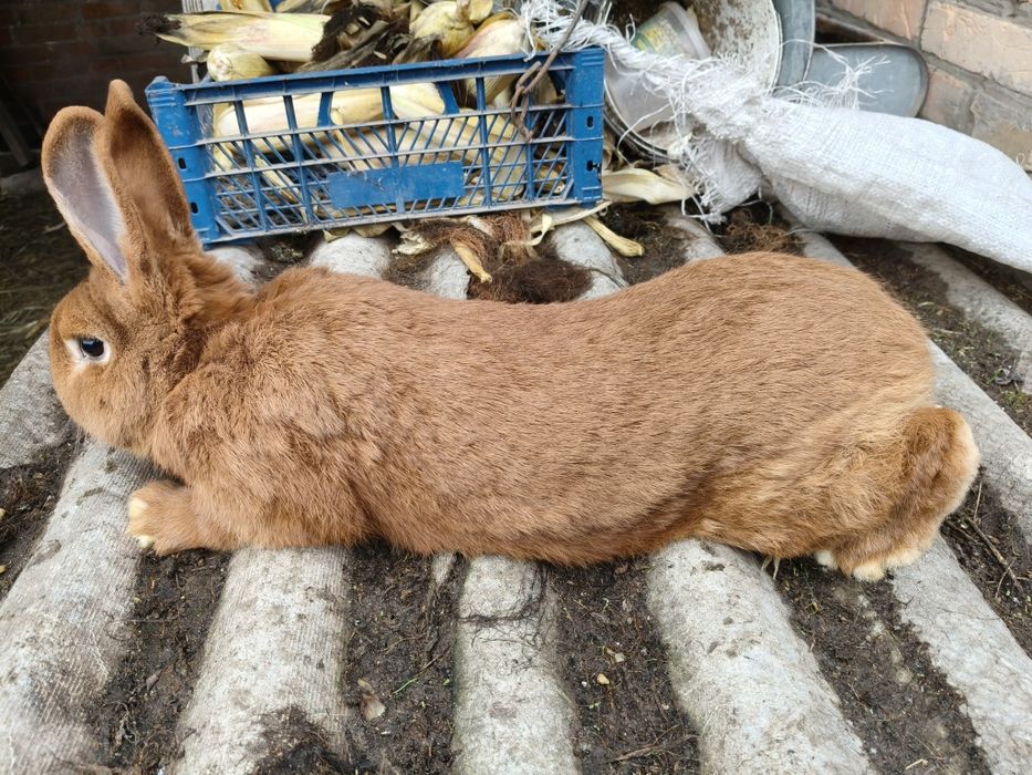 Кролі новозеландський червоний