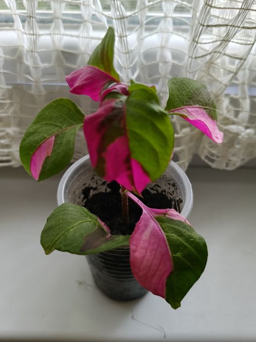 Очиток хавортія гастерія альтернантера плектрантус