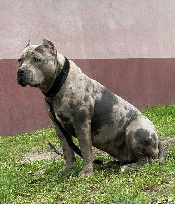 American Bully XL