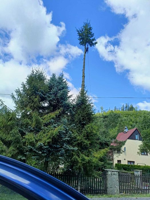 wycinka pielęgnacja drzew alpinistycznie regulacja tuii rębak