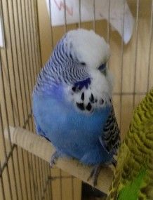 Выставочный волнистый попугай Чех мальчик синий