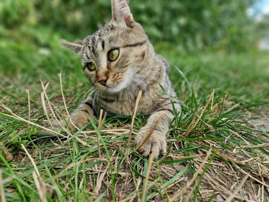 siedzi pod blokiem i błaga o dom :( .Porzucony kot- Lepik
