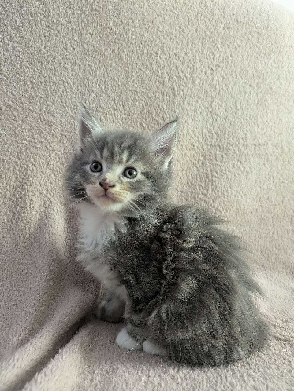 Кошенята Мейн Кун