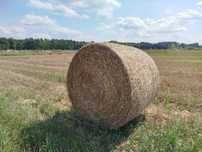 Słoma pszenżytnia