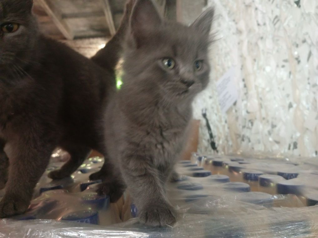 Віддам безкоштовно в добрі руки