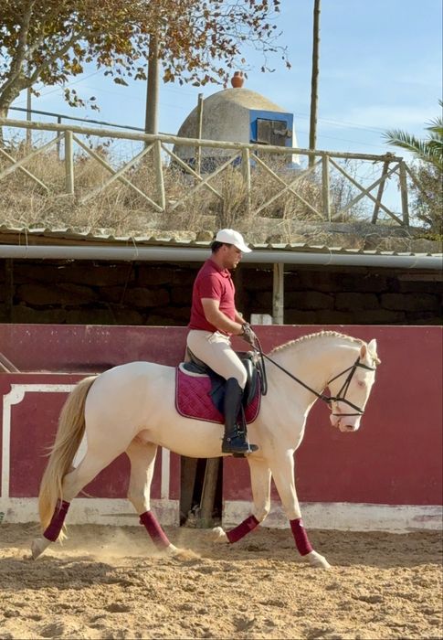 Cavalo Isabel olhos azuis  Lusitano Puro
