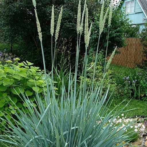 Самшит недорого, елімус