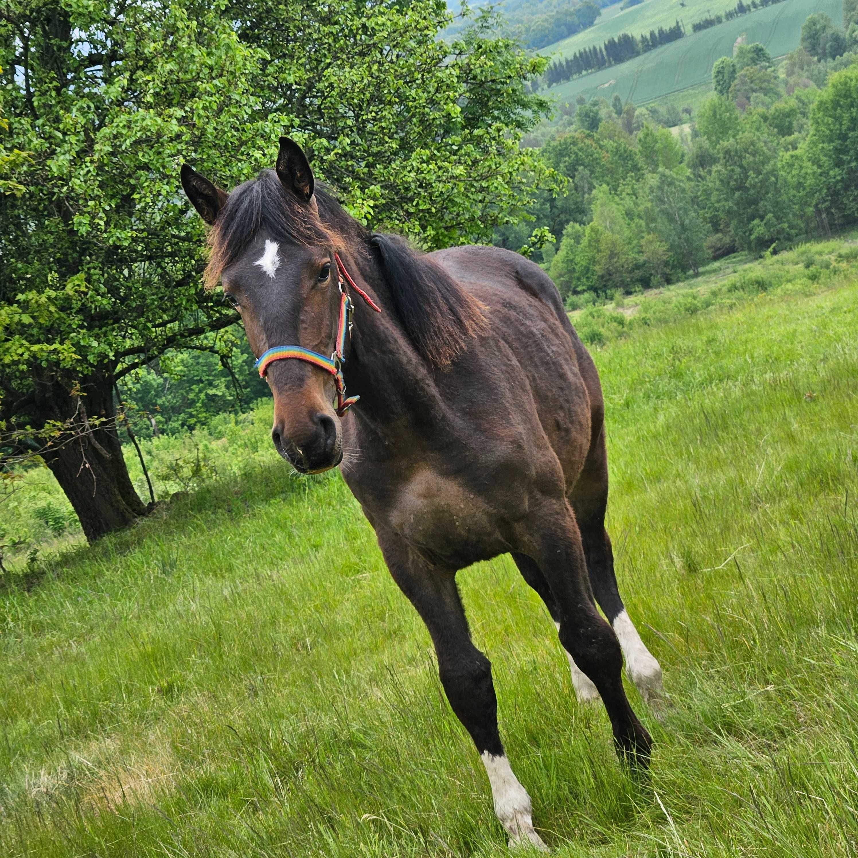 Sprzedam klacz śląską