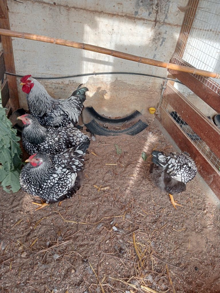 Ovos galados de wyandote prata
