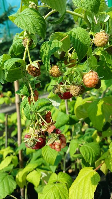 Лохина, інжир, годжі, малина ремонтантна червона та жовта