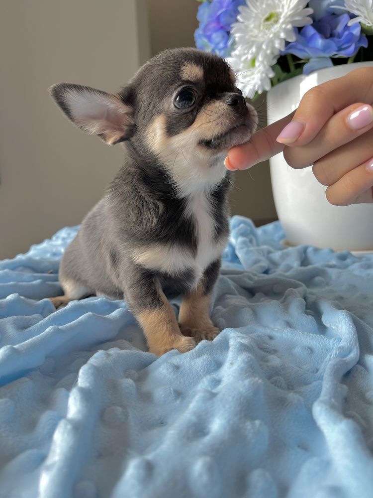 Chihuahua chłopiec