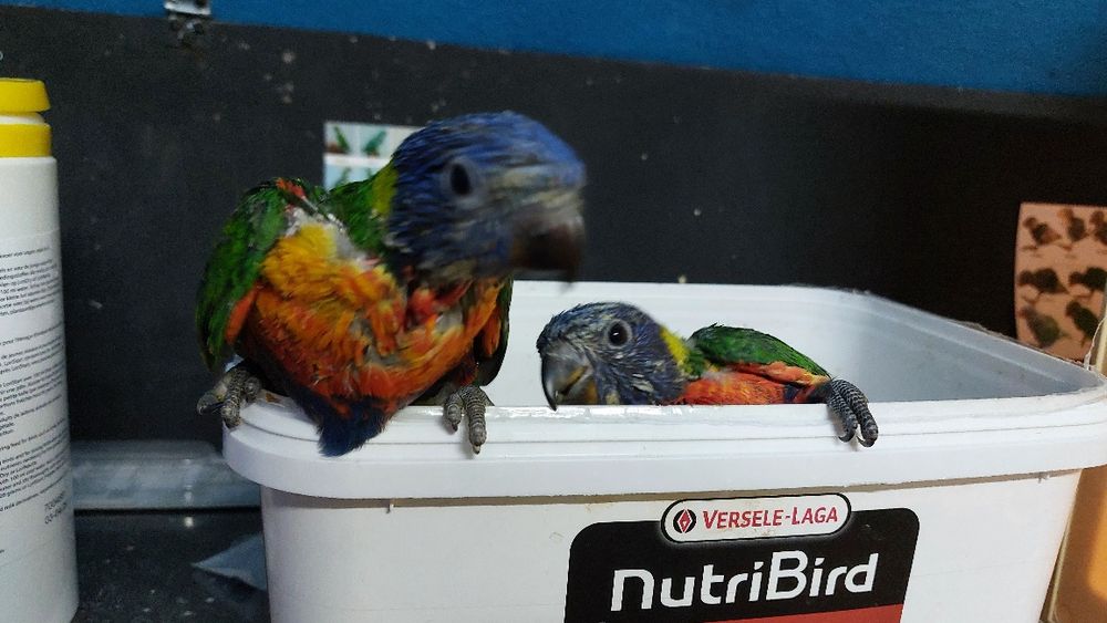 Loris molucanos para criar á mão a 2 papas