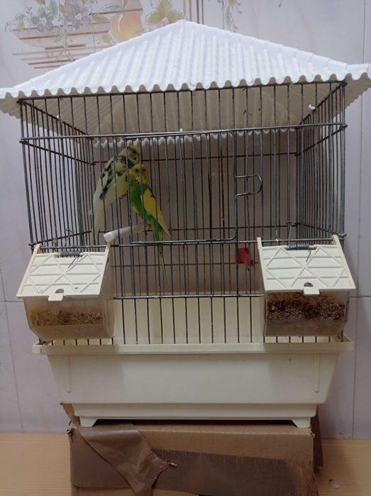 Casal de Piriquitos mais Gaiola Tipo Casa