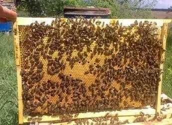 Продам бджолопакети, бджолосім'ї.