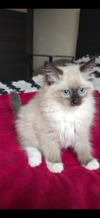 Ragdol Kocieta domowa hodowla