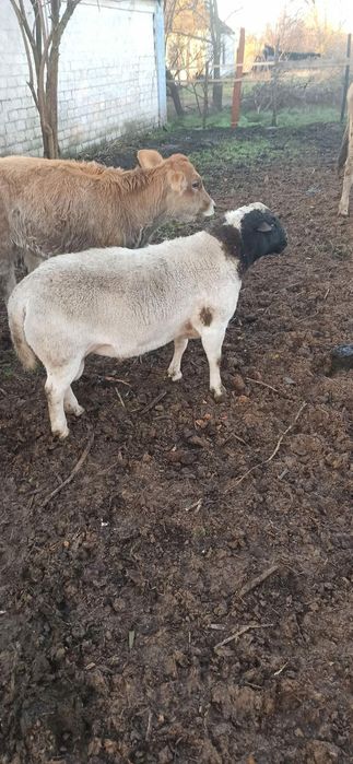 Продам или обменяю барашка дорпер