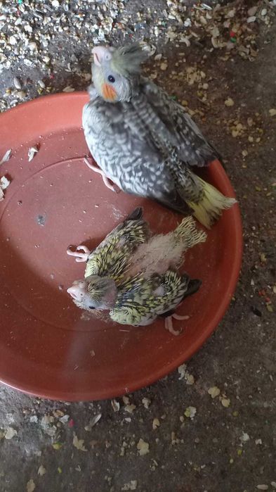 Caturras para terminar de criar