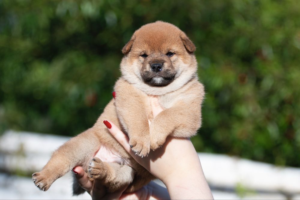 Шиба іну, хлопчик / шиба ину/ сіба/ сиба/ shiba inu