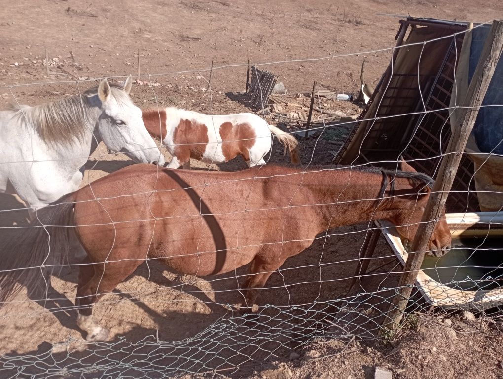 Cavalo e égua mansinhos