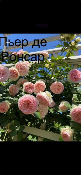 Услуги садовника уборка территории обрезка сада газон хвойные розы