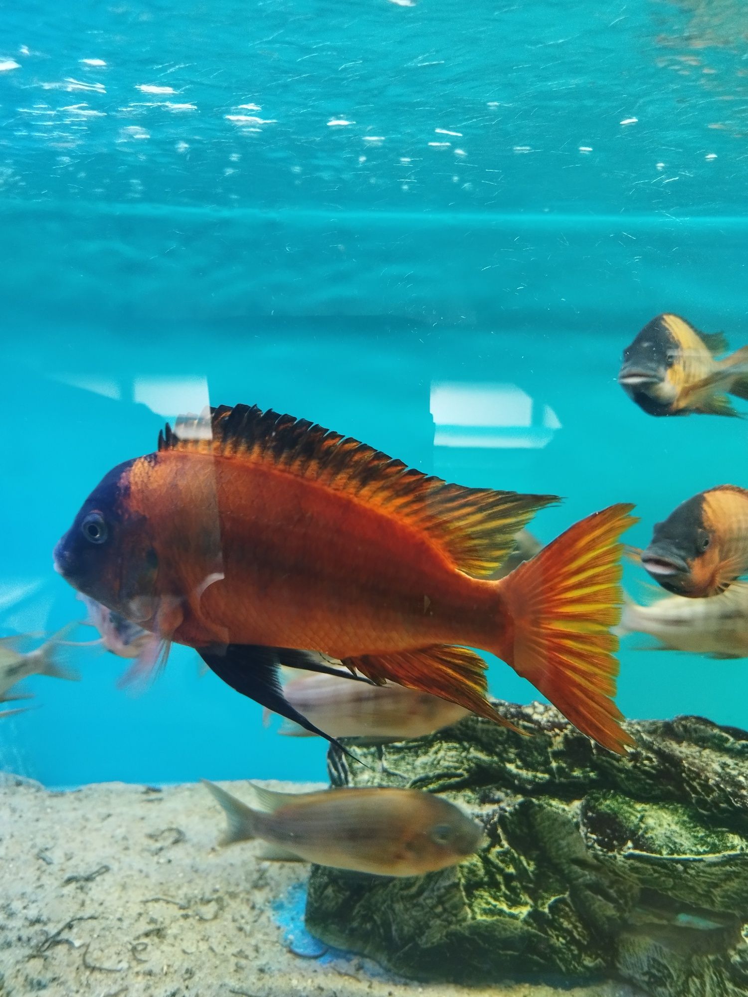 Petrochromis Red bulu point tanganika