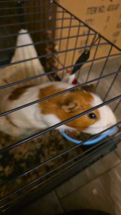 Świnka morska z klatką