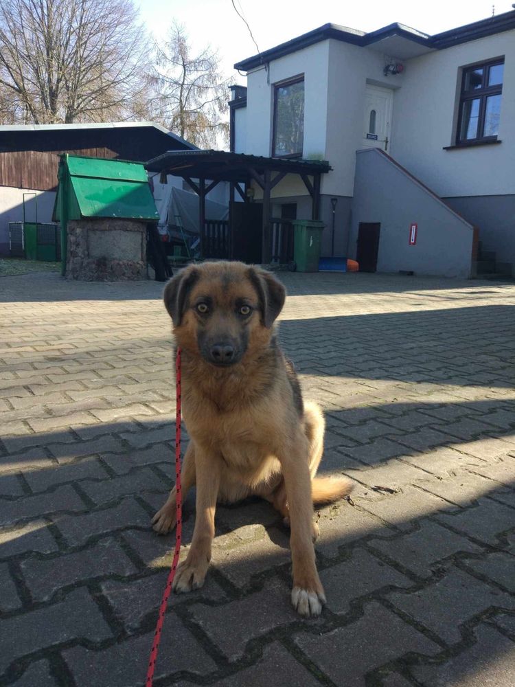Młody Globi szuka wyrozumiałego opiekuna