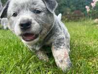 Pies Australian Cattle Dog