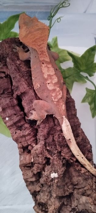 Młoda samica gekona orzęsionego 34g