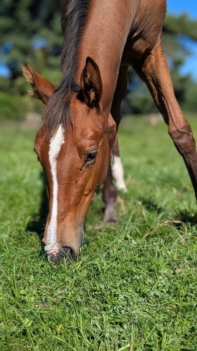 Klacz wielkopolska źrebak