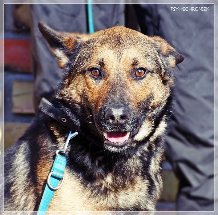 Morgi - pozwól mi kochać i być kochanym