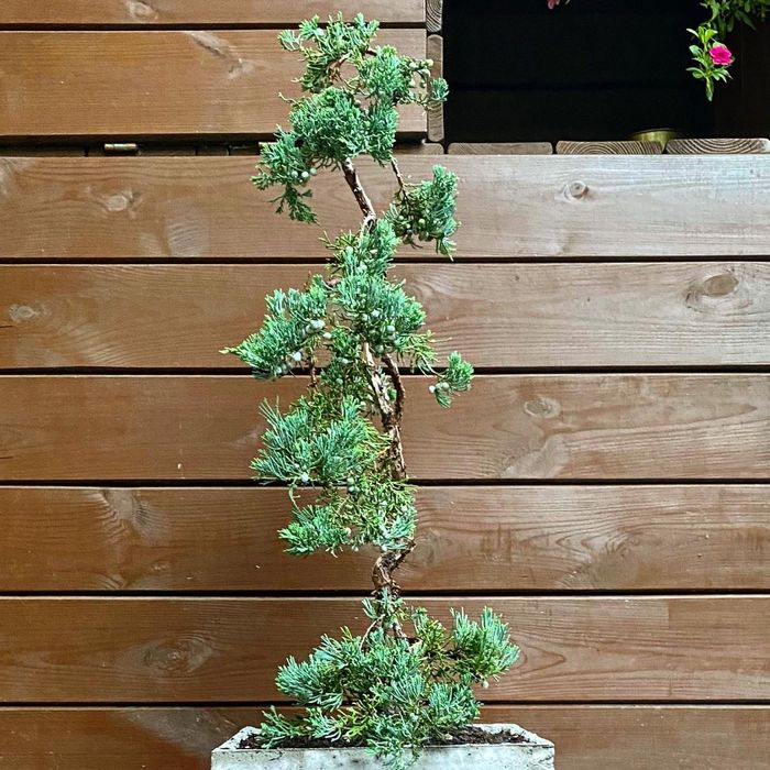 Bonsai Jałowiec donica betonowa drzewko ozdobne