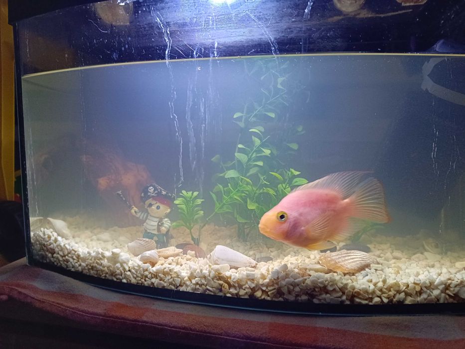 Ryba Pielęgnica Papuzia