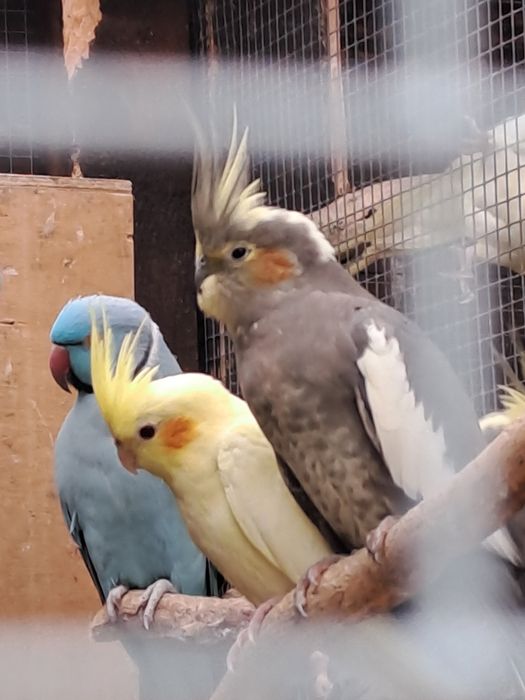 Sprzedam   papugi nimfy