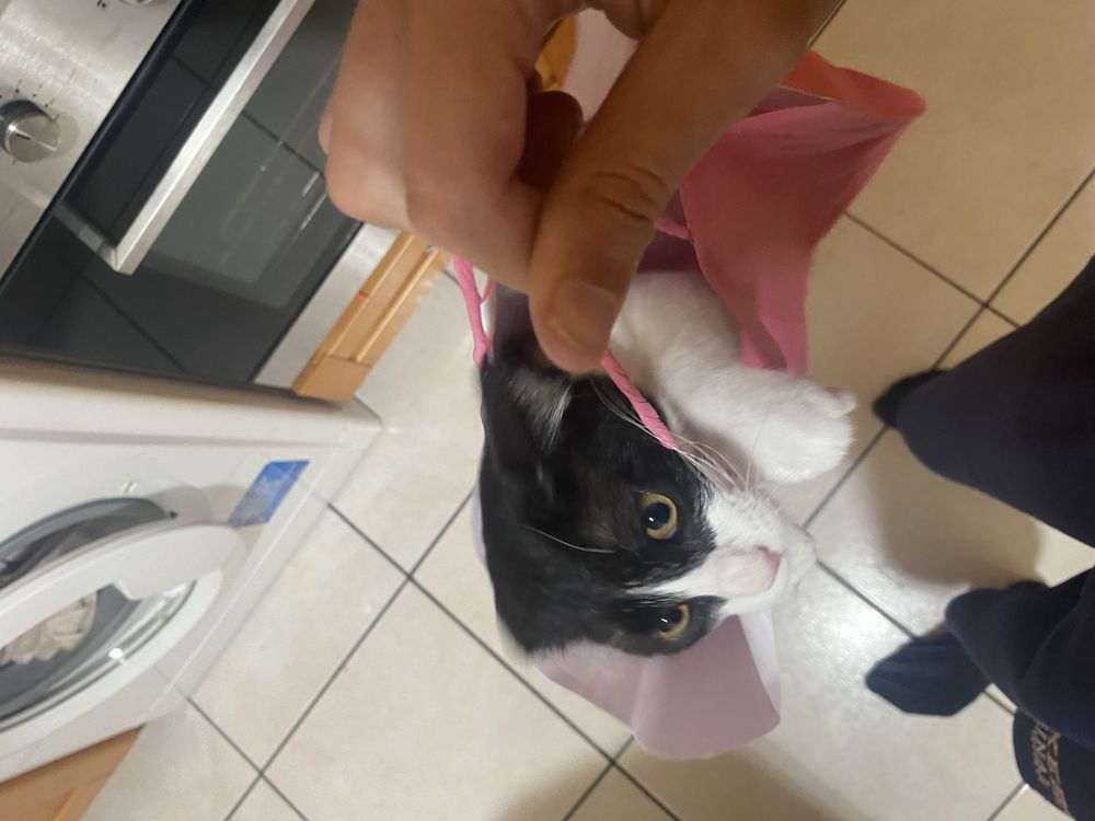 Gato bebé para adoção