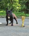 Buldog francuski FCI ZKwP suczka girl