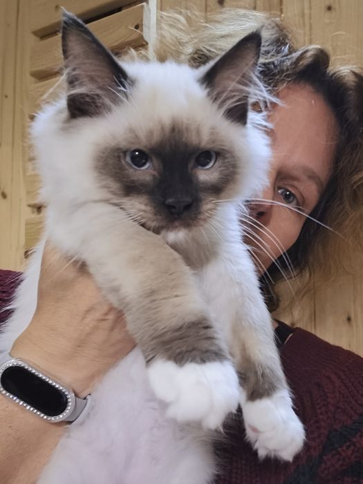 Kocurek RAGDOLL seal mitted GOTOWY do odbioru