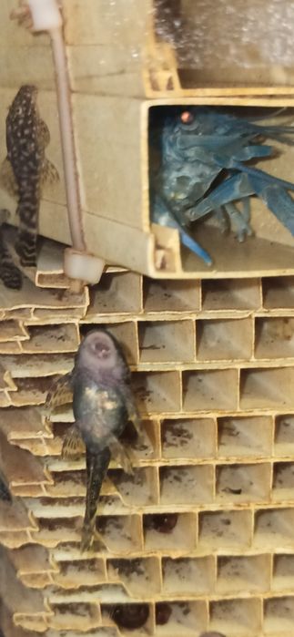 Анцитруси акваріумні рибки